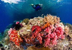My favorite dive site: Nudi Rock, Raja Ampat by Tony Cherbas 